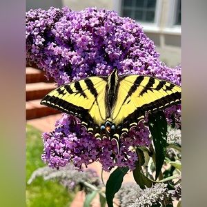 Meet your Posher, Jeanne